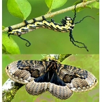 Brahmaea tancrei  Asian Owl Moth 15 eggs or 10 larvae, according to availability.